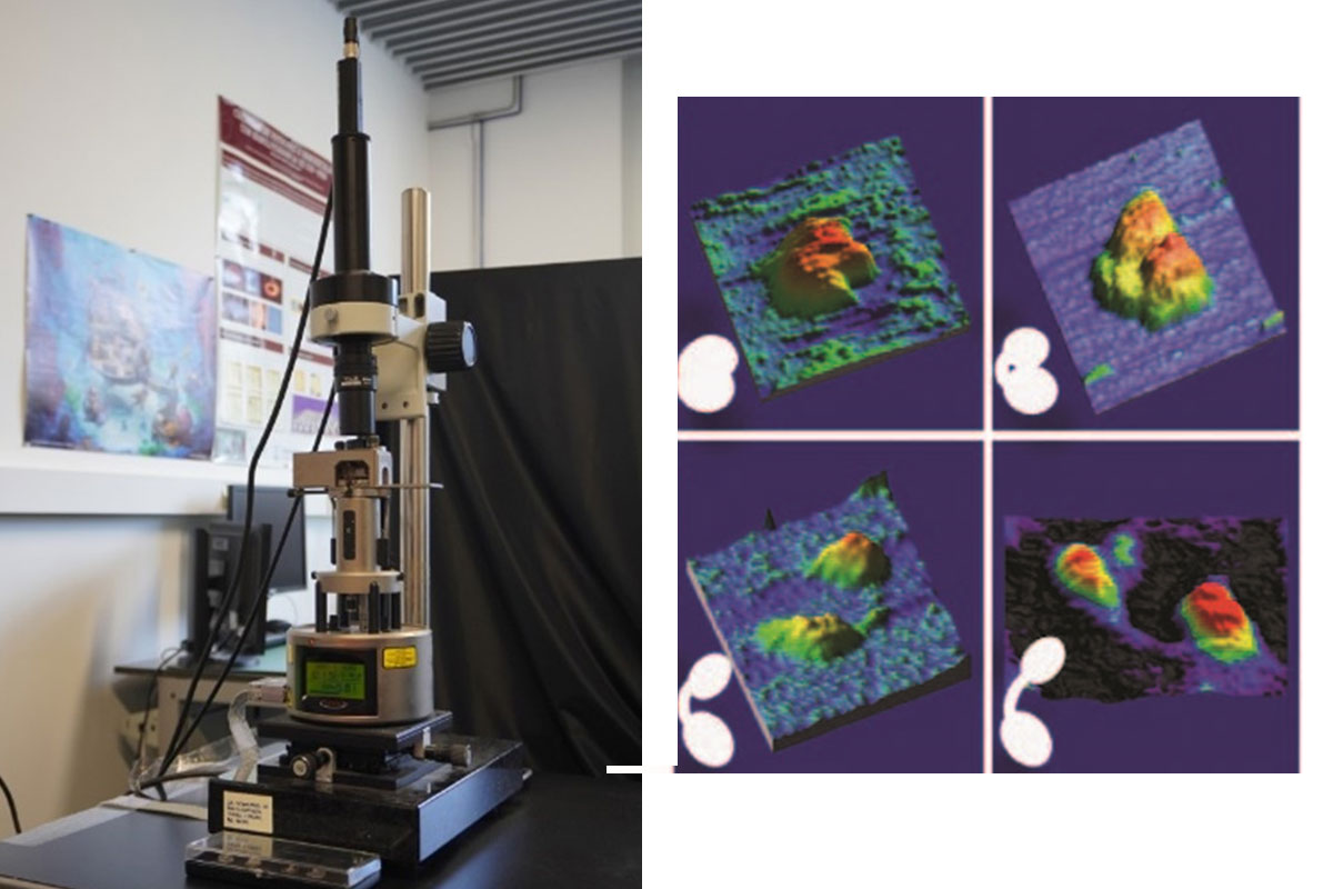 Microscopía de fuerza atómica AFM